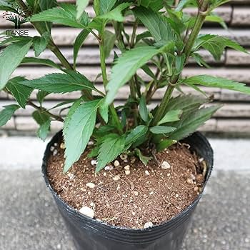 Amazon.co.jp: 藤袴(フジバカマ) 花色：淡紫色 4号ポット【品種